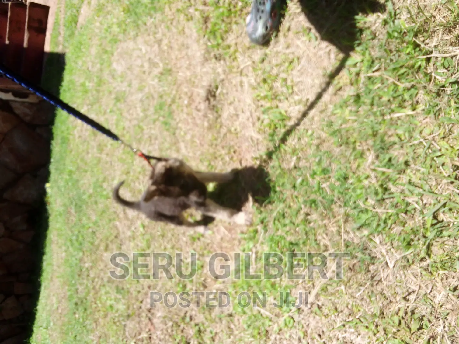 3-6 months Female Purebred German Shepherd