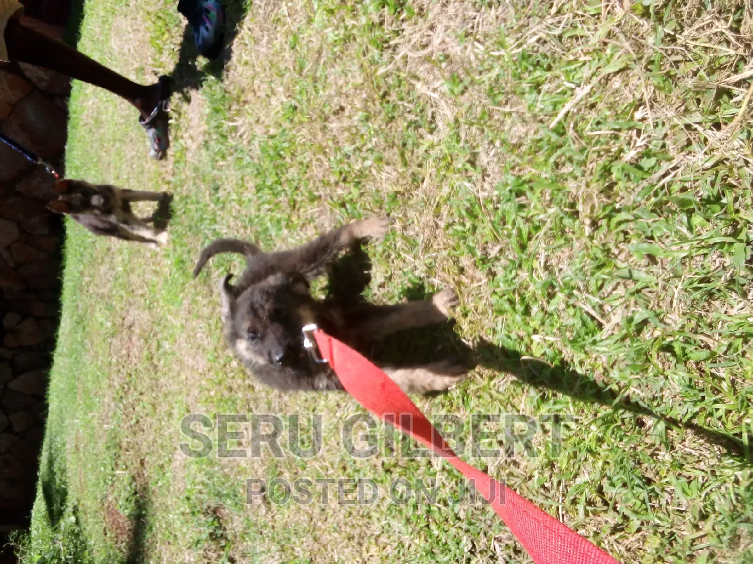 1-3 months Female Purebred German Shepherd