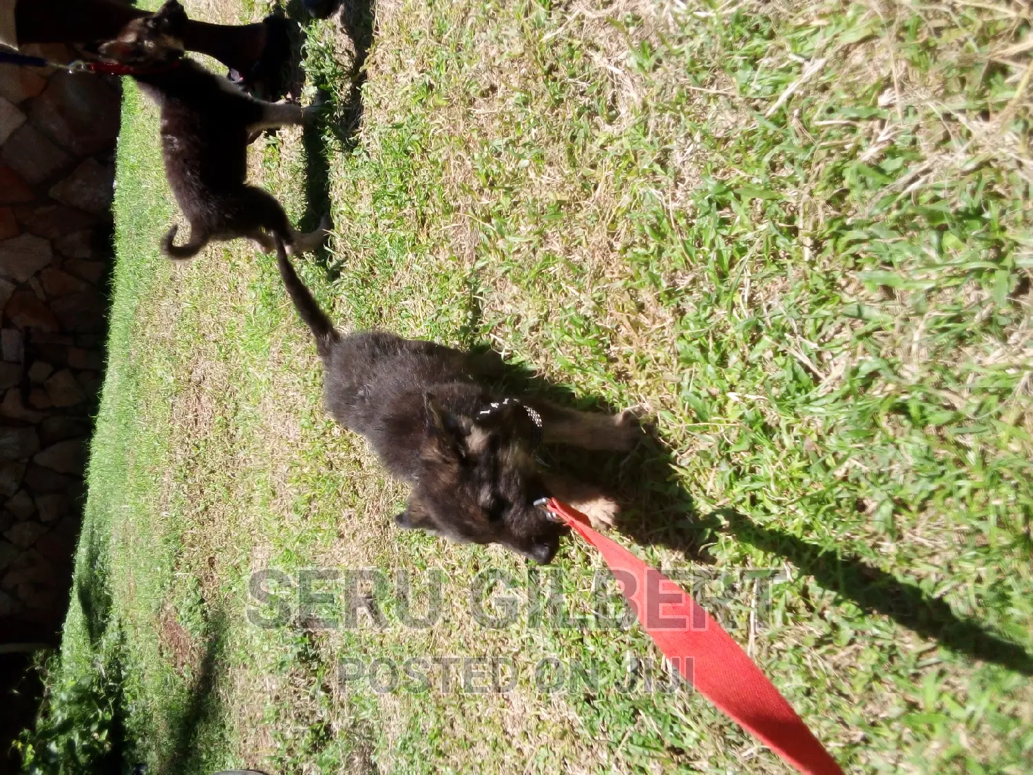 1-3 months Female Purebred German Shepherd
