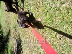 1-3 months Female Purebred German Shepherd