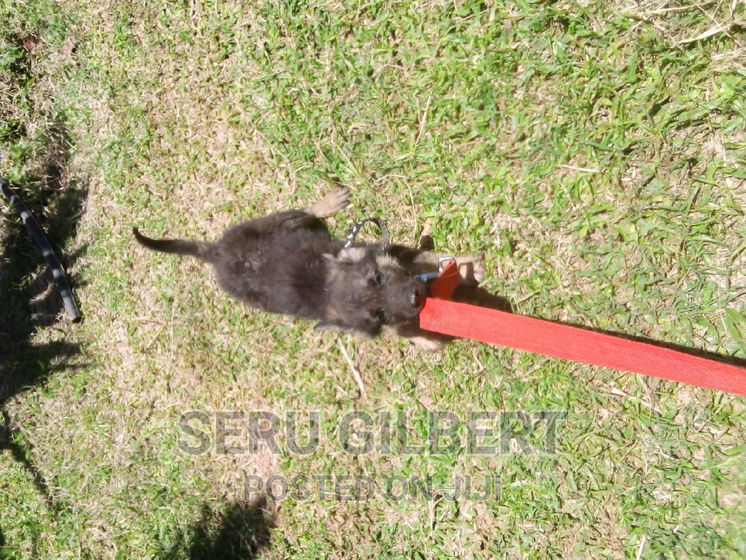 3-6 months Male Purebred German Shepherd