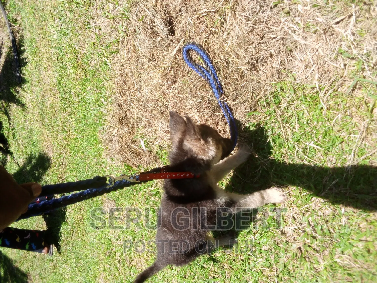 3-6 months Male Purebred German Shepherd