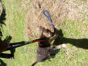 3-6 months Male Purebred German Shepherd