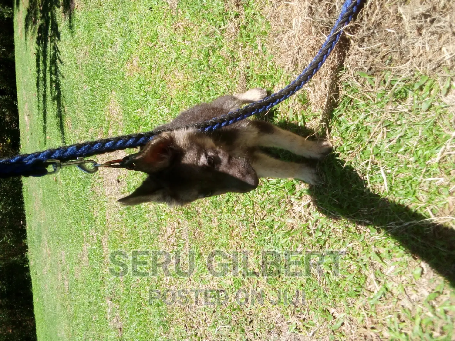 3-6 months Male Purebred German Shepherd