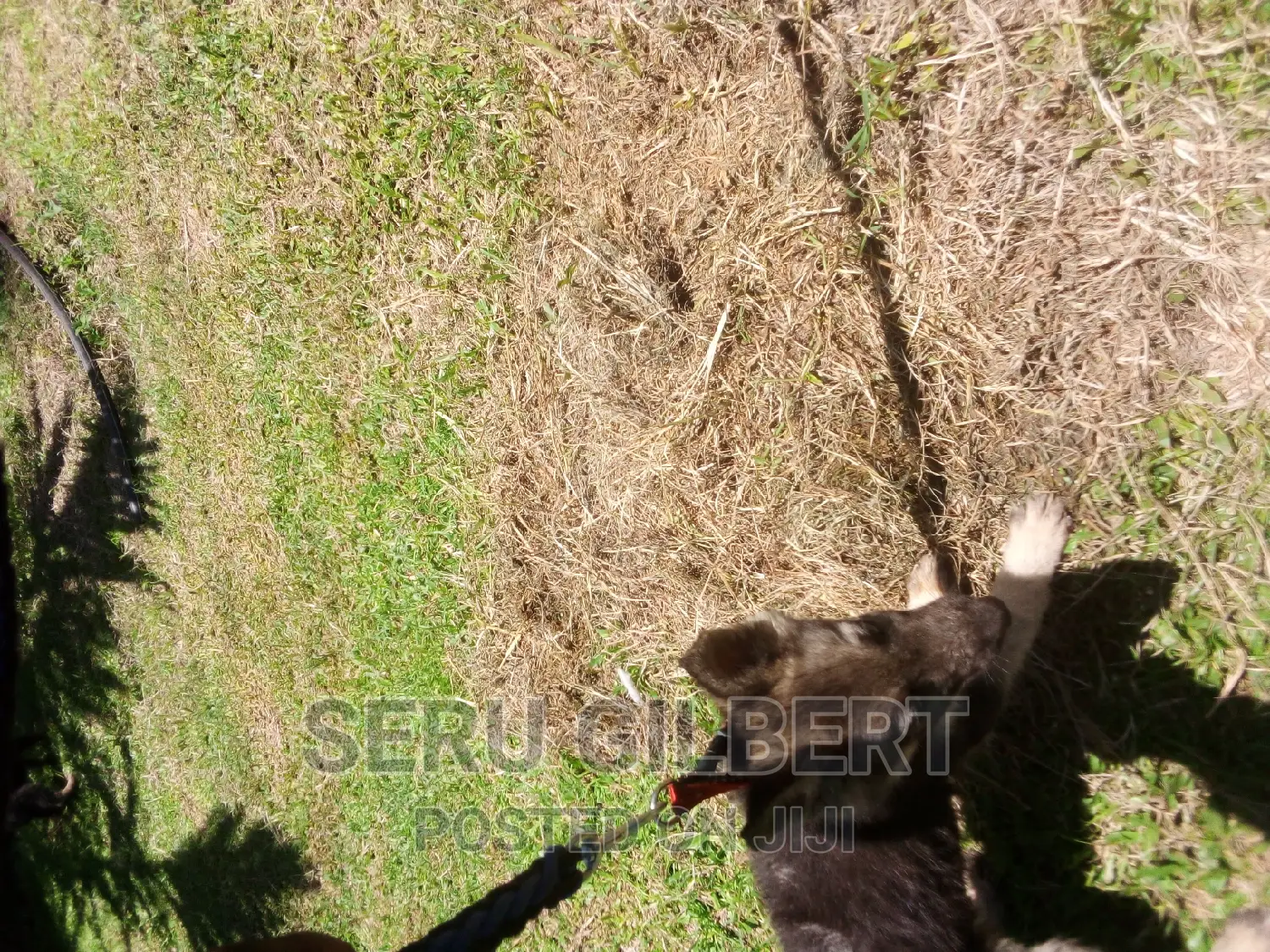 3-6 months Male Purebred German Shepherd