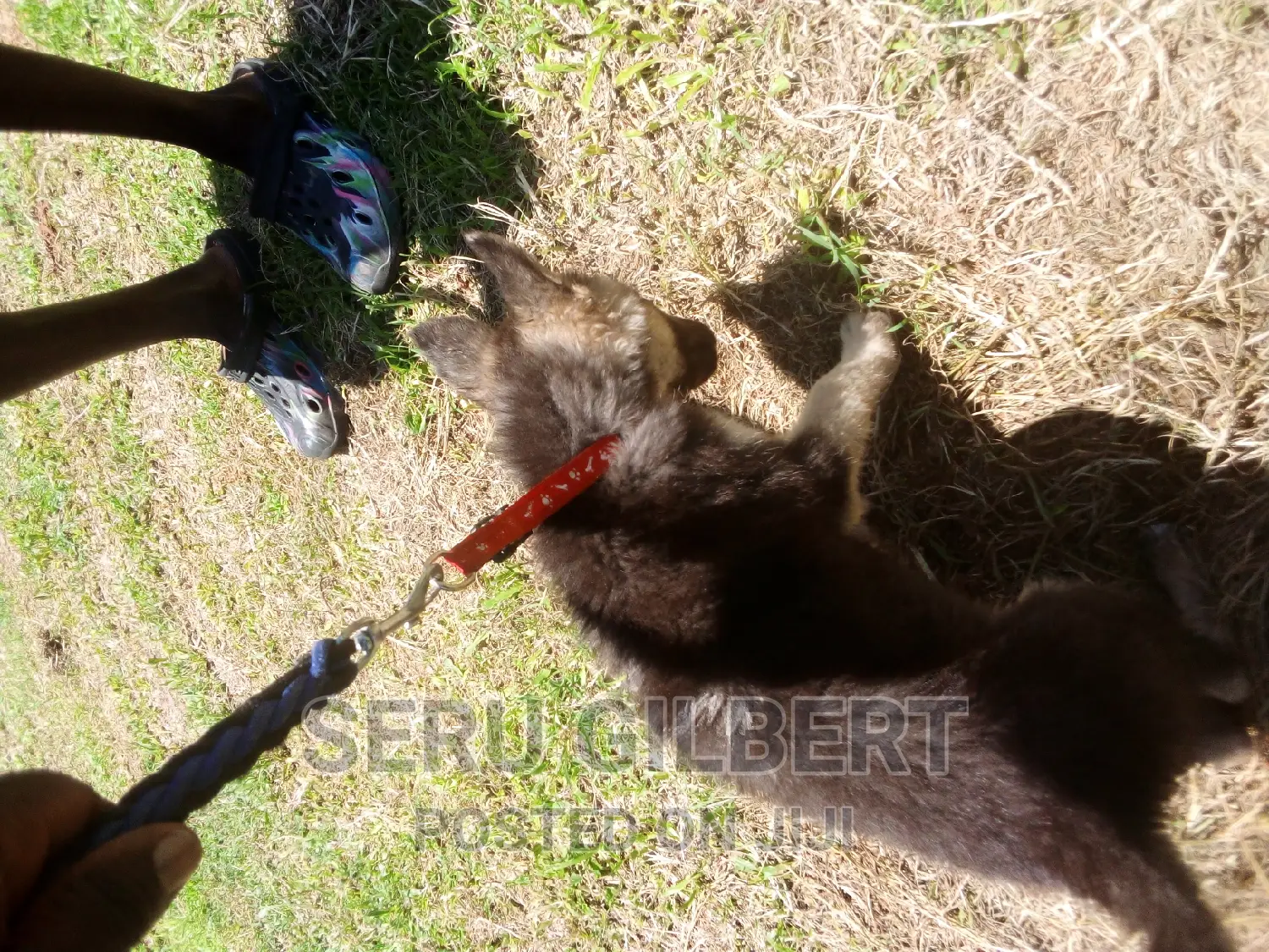 3-6 months Male Purebred German Shepherd