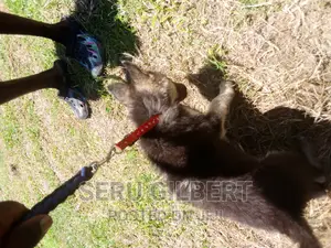 3-6 months Male Purebred German Shepherd