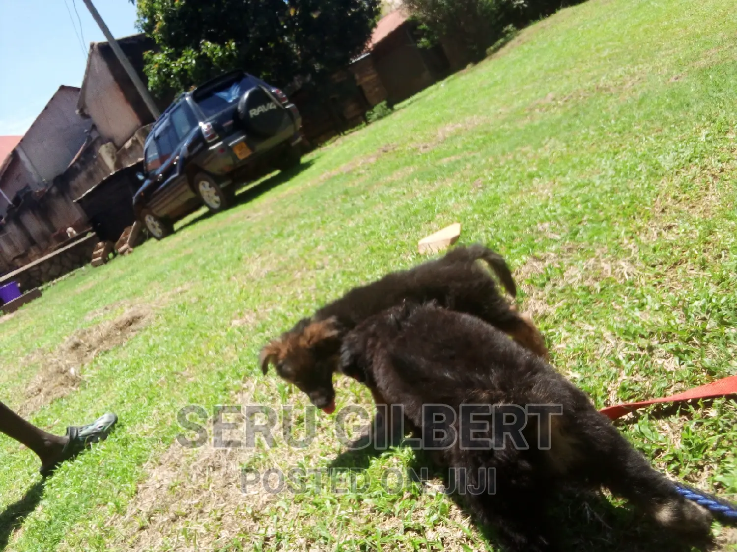 3-6 months Male Purebred German Shepherd