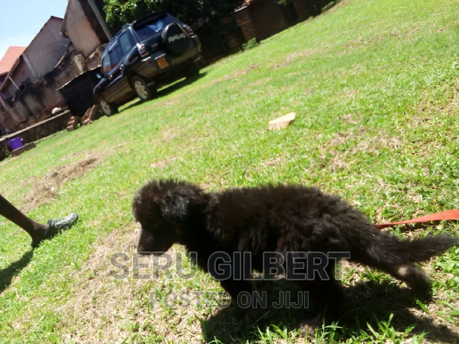 1-3 months Male Purebred German Shepherd