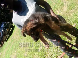 1-3 months Male Purebred German Shepherd