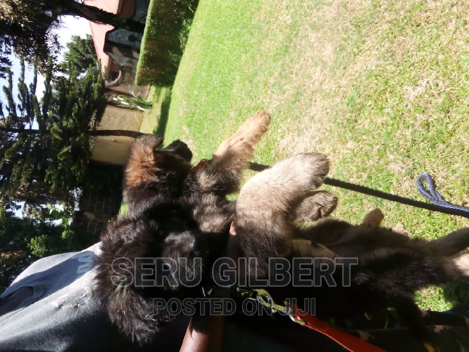 3-6 months Male Purebred German Shepherd
