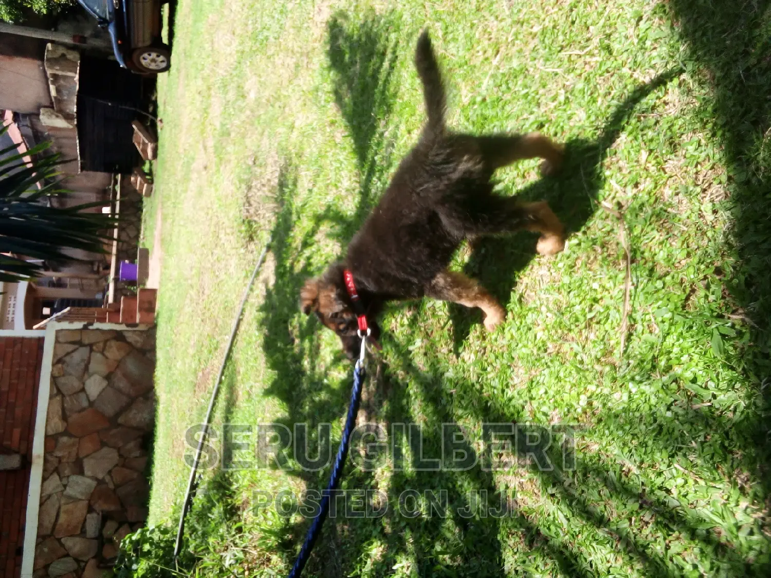 3-6 months Male Purebred German Shepherd