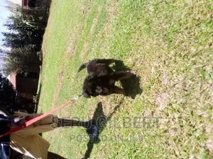 3-6 months Male Purebred German Shepherd
