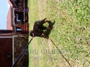 1-3 months Male Purebred German Shepherd