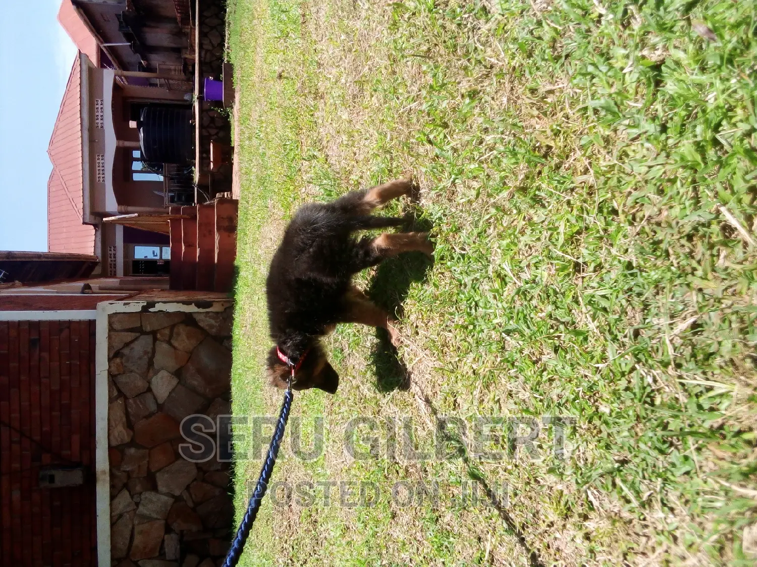 1-3 months Male Purebred German Shepherd