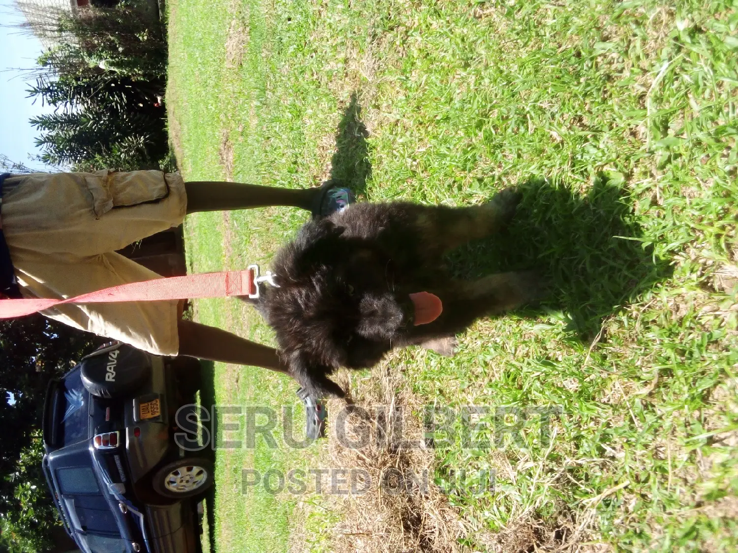 1-3 months Male Purebred German Shepherd