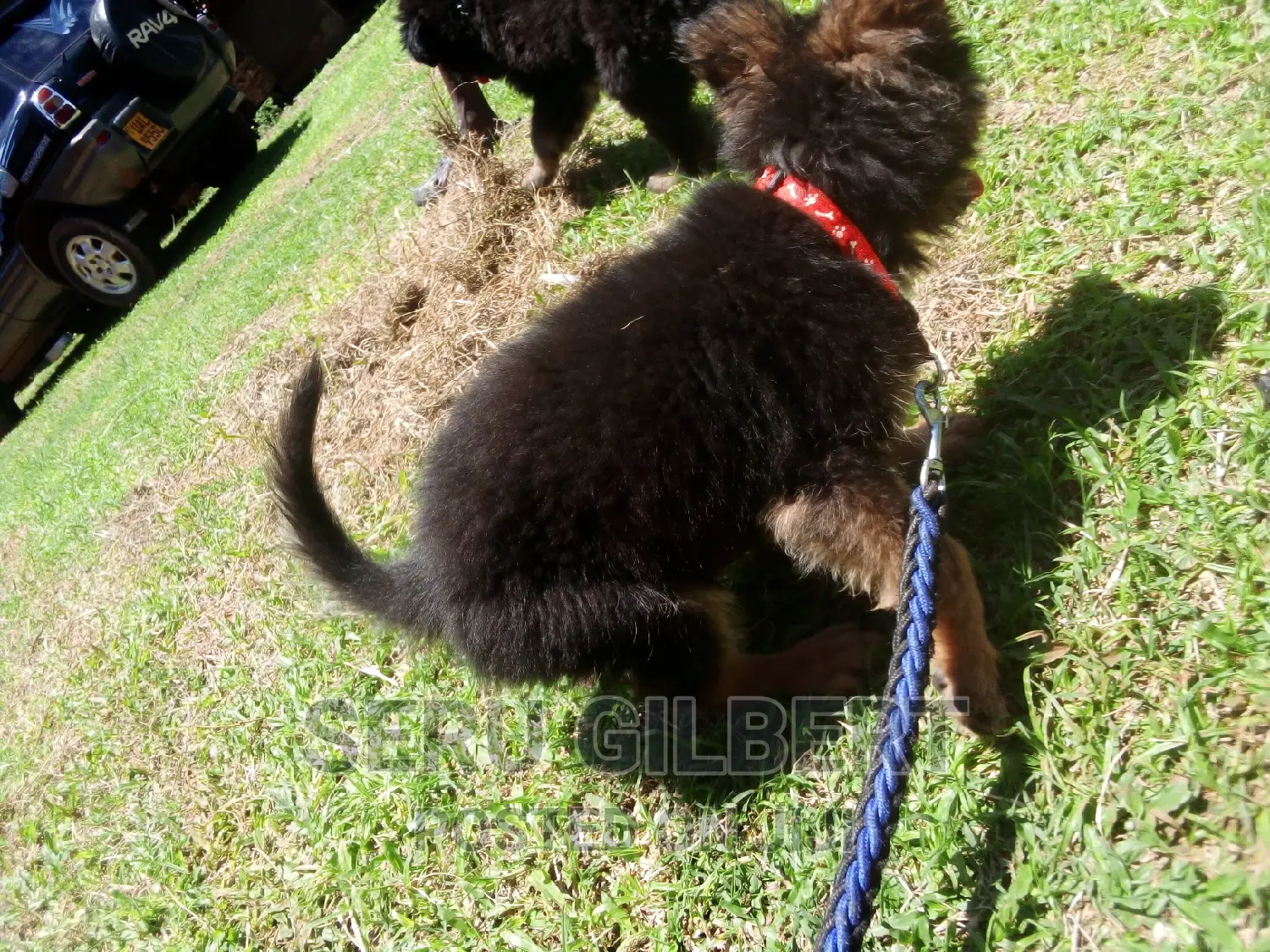3-6 months Male Purebred German Shepherd
