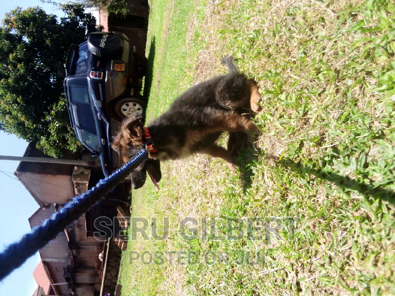 0-1 month Male Purebred German Shepherd