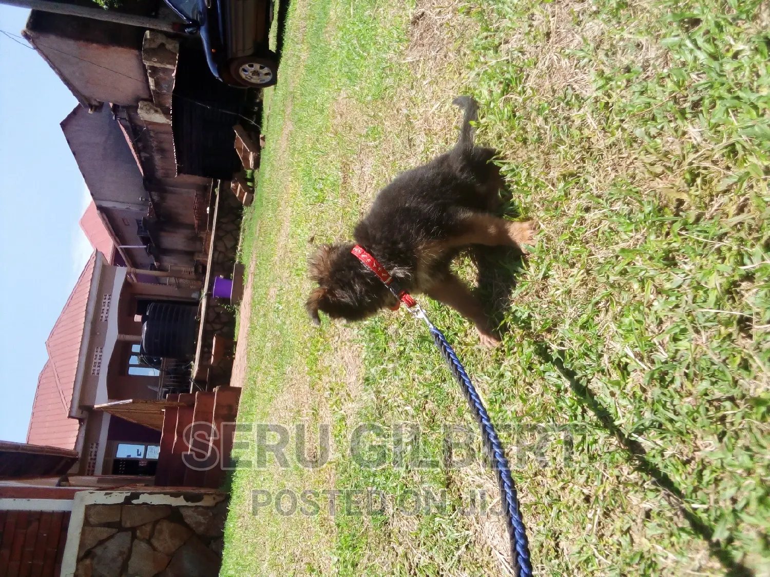 3-6 months Male Purebred German Shepherd