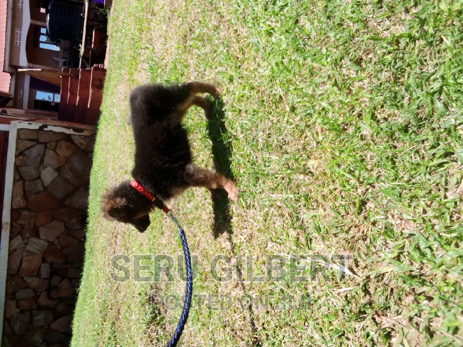 3-6 months Male Purebred German Shepherd