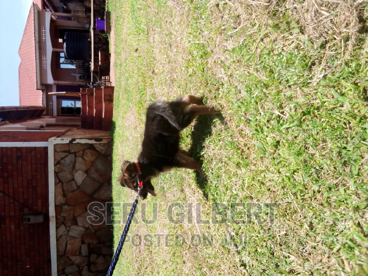 1-3 months Male Purebred German Shepherd