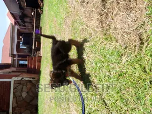 1-3 months Male Purebred German Shepherd