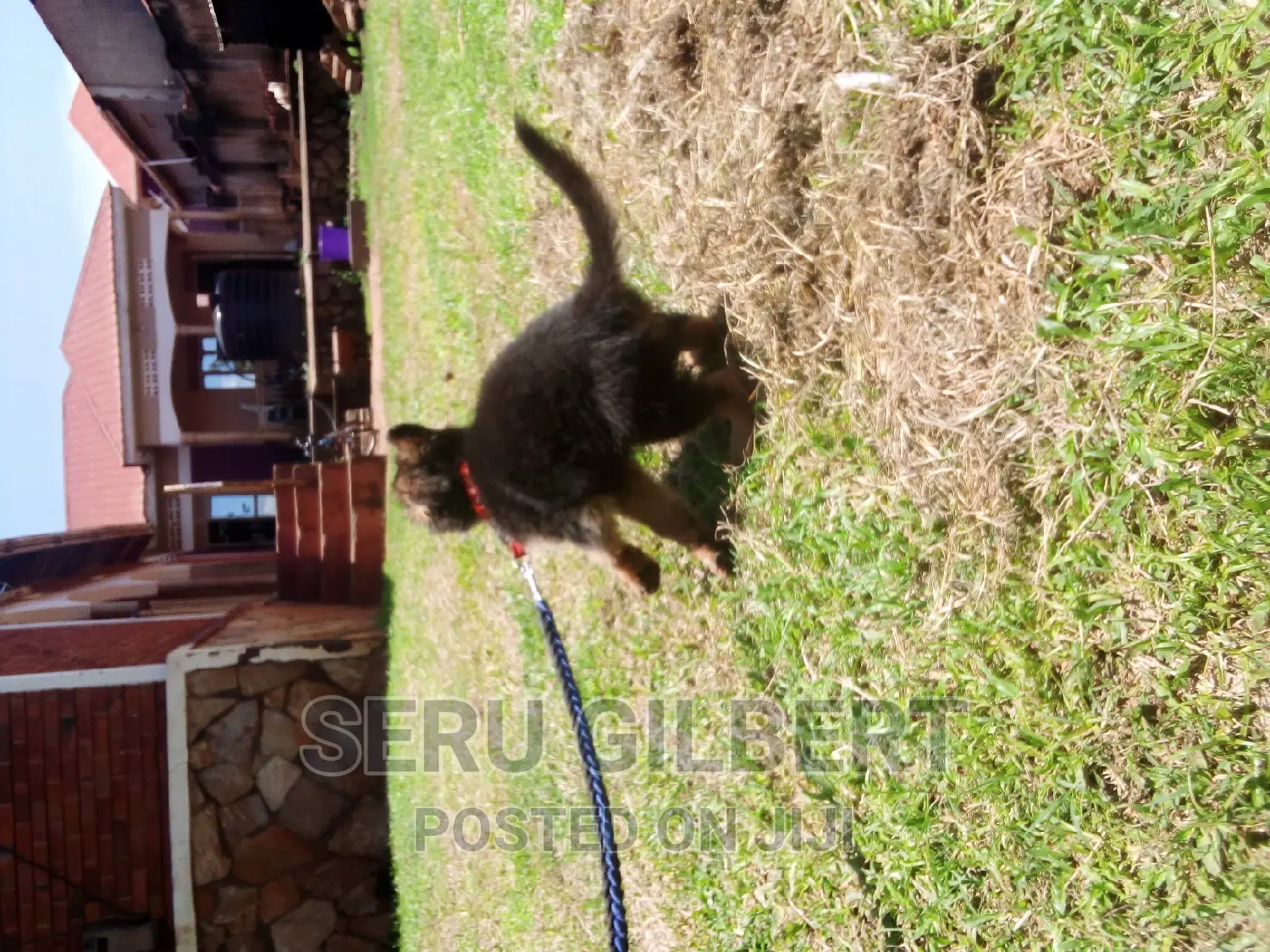 1-3 months Male Purebred German Shepherd