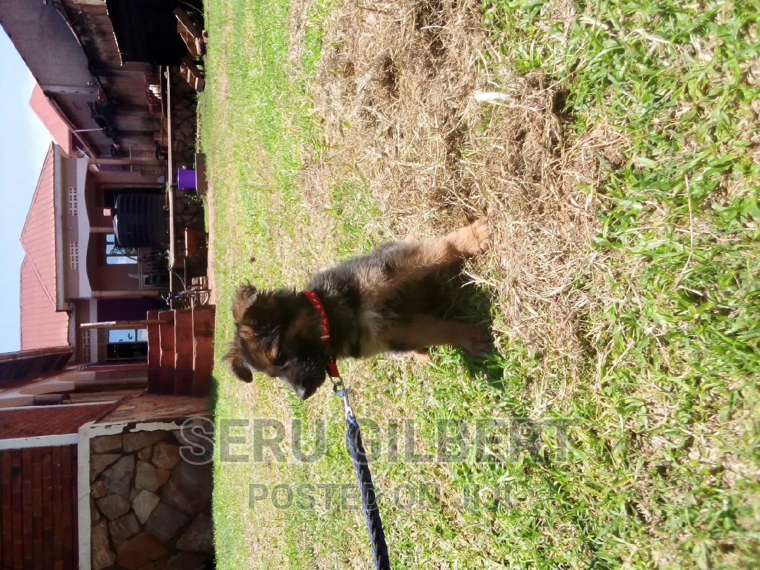 3-6 months Male Purebred German Shepherd