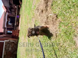 1-3 months Male Purebred German Shepherd