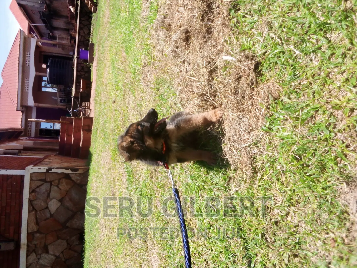 0-1 month Male Purebred German Shepherd