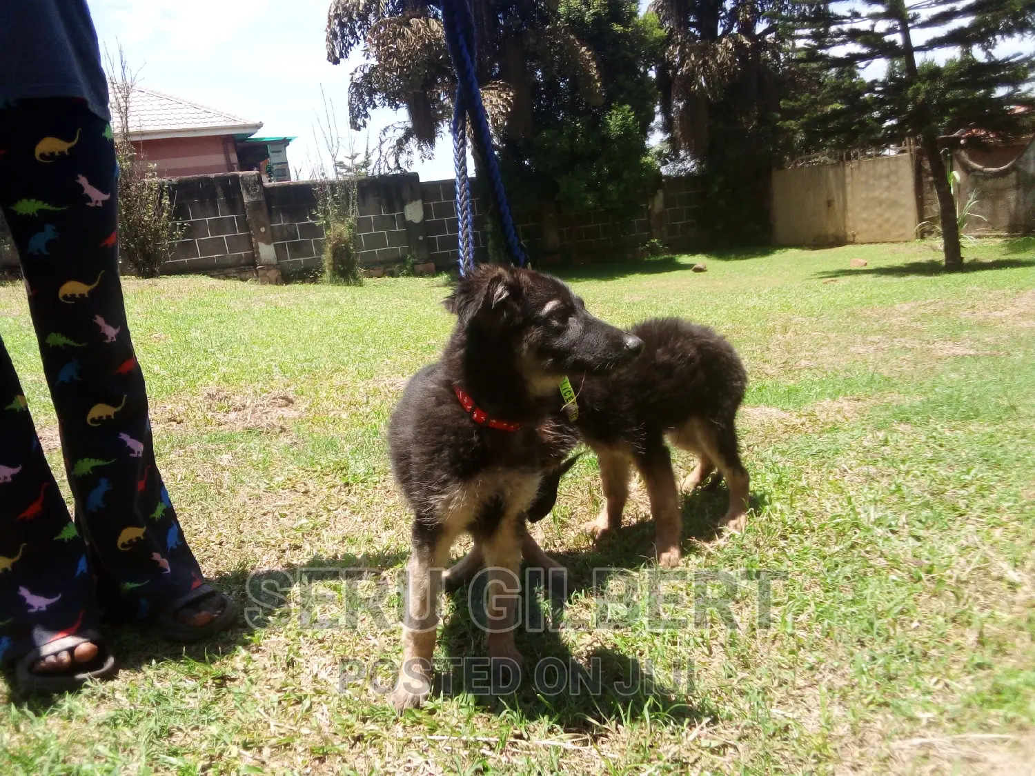 3-6 months Female Purebred German Shepherd