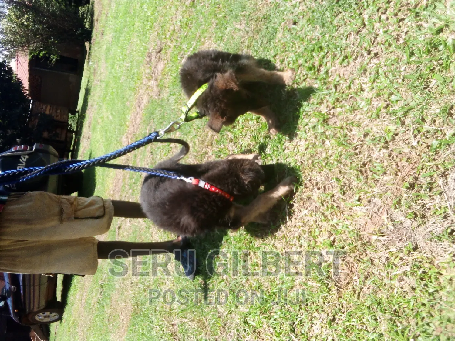 3-6 months Male Purebred German Shepherd