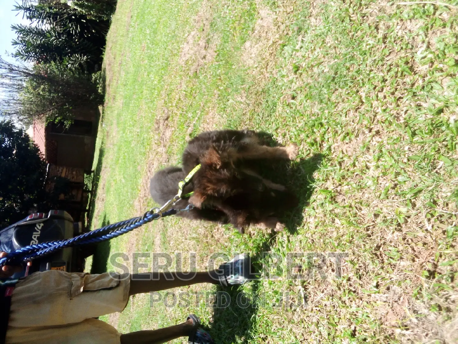 3-6 months Female Purebred German Shepherd