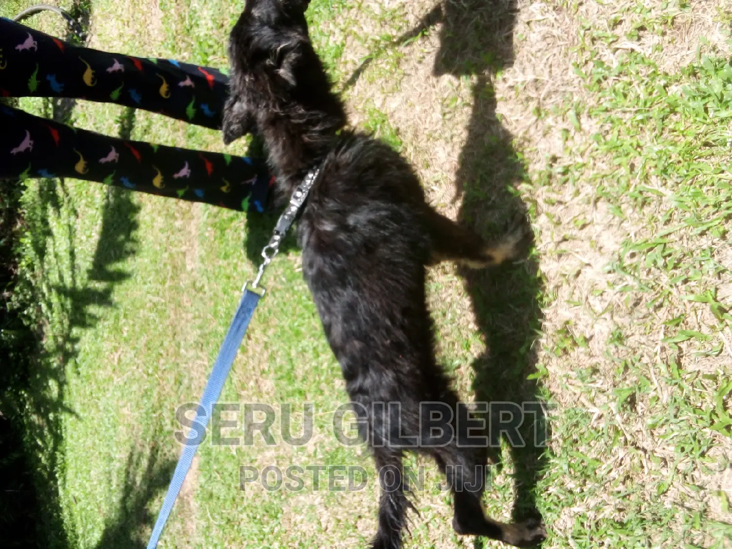 3-6 months Female Purebred German Shepherd