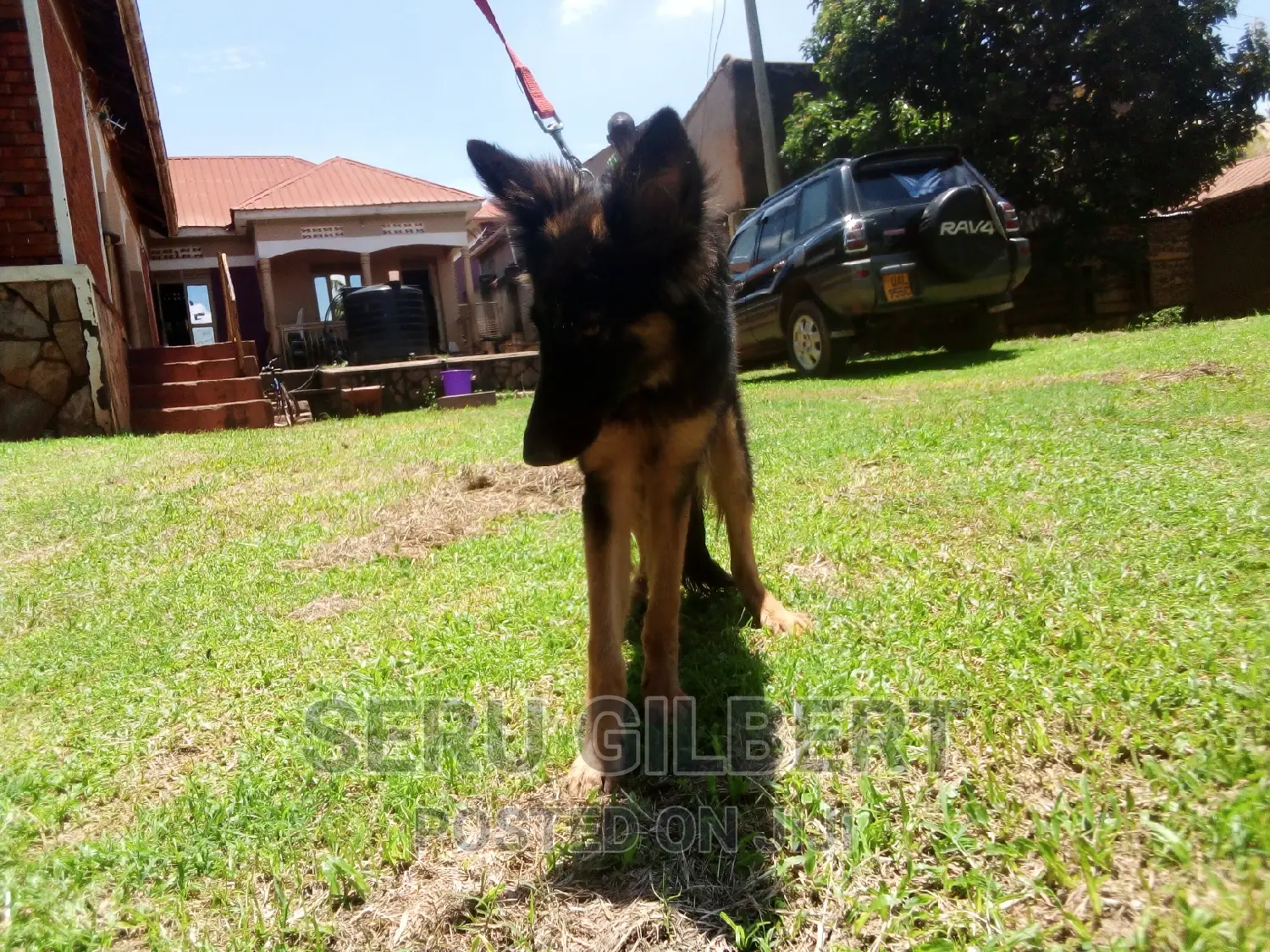 1-3 months Male Purebred German Shepherd