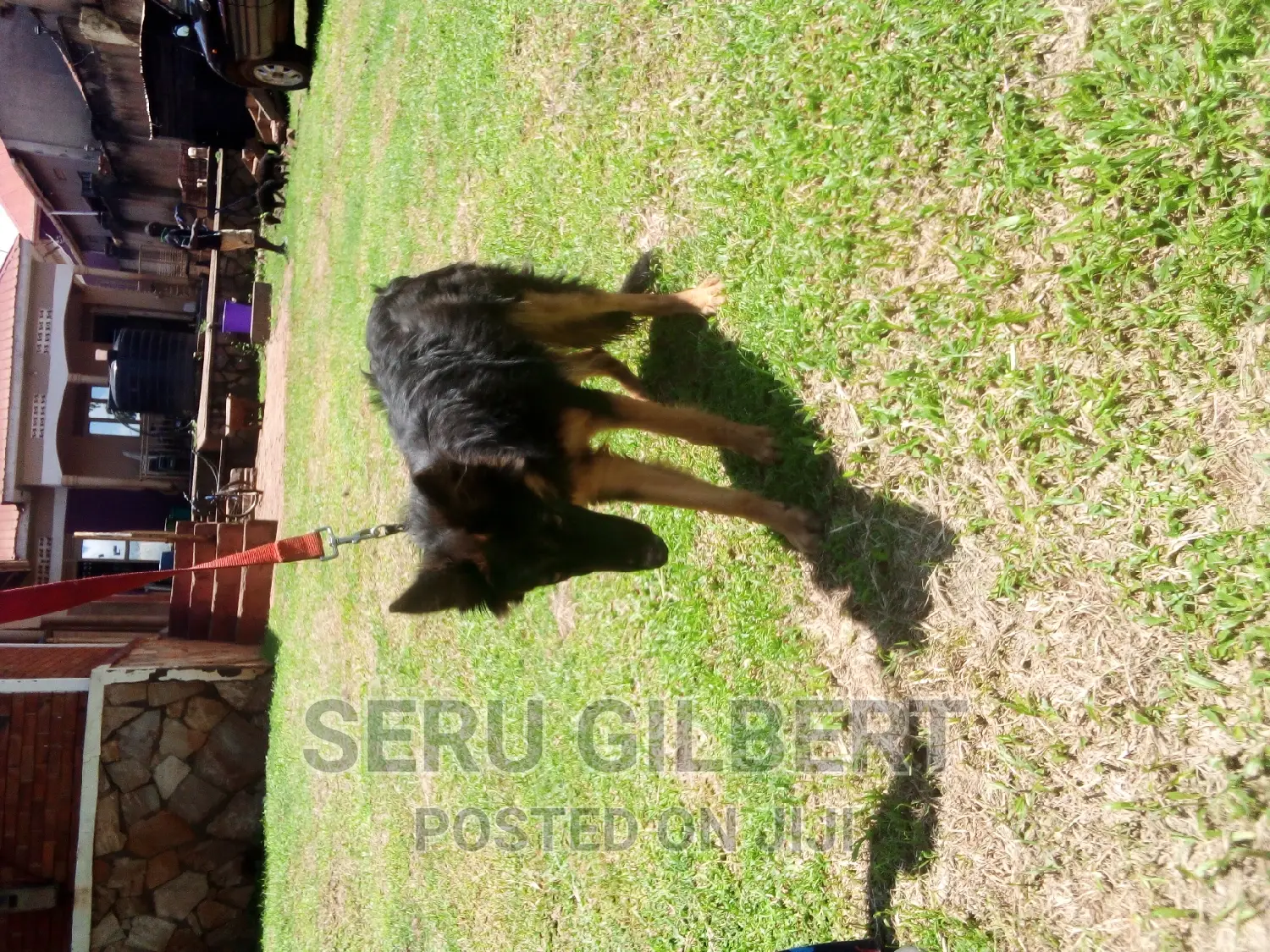 3-6 months Male Purebred German Shepherd