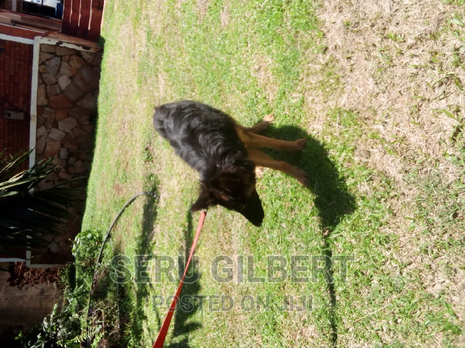 6-12 months Male Purebred German Shepherd
