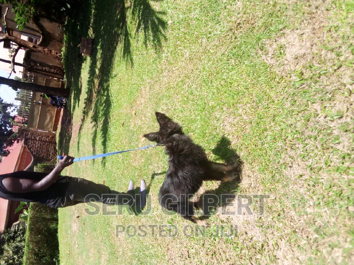 3-6 months Female Purebred German Shepherd