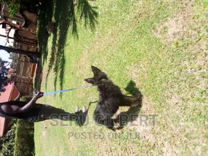 3-6 months Female Purebred German Shepherd