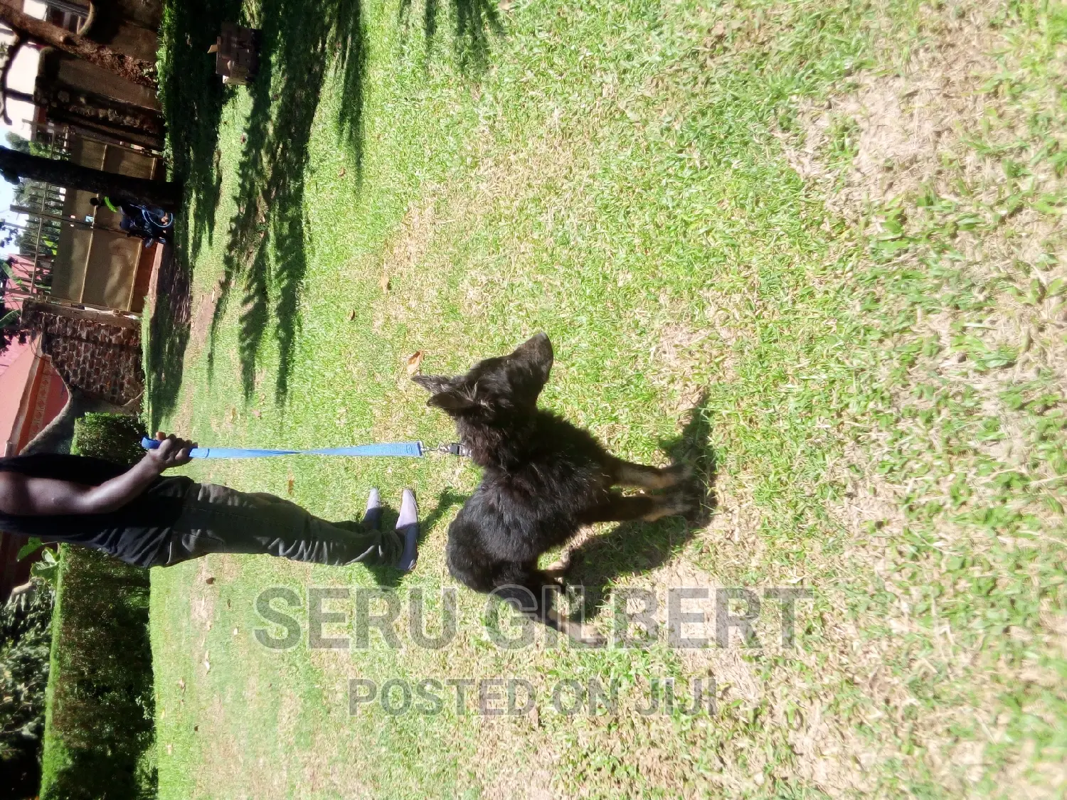 1-3 months Female Purebred German Shepherd