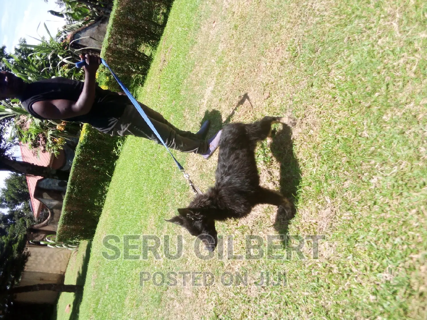 3-6 months Male Purebred German Shepherd