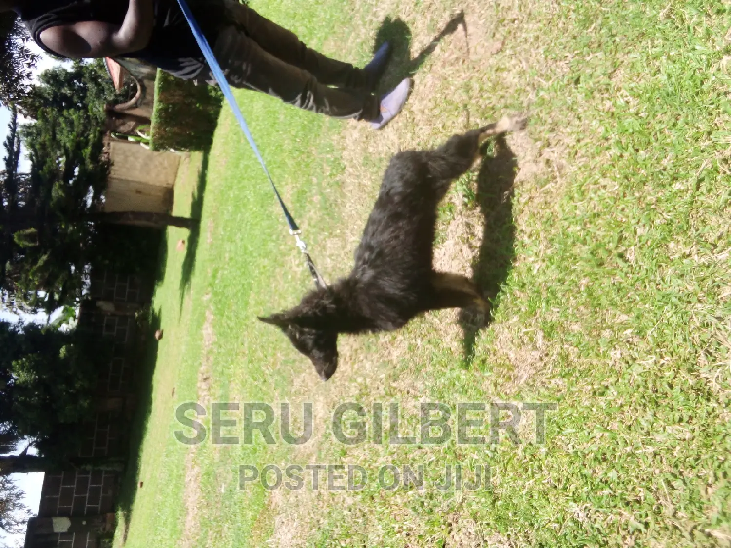 3-6 months Female Purebred German Shepherd