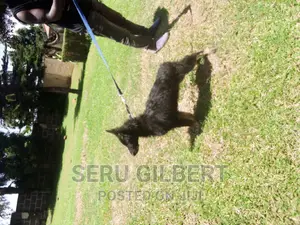 3-6 months Female Purebred German Shepherd