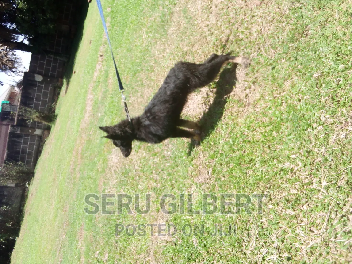 3-6 months Female Purebred German Shepherd
