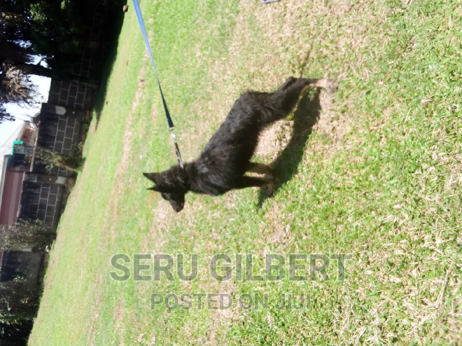 3-6 months Female Purebred German Shepherd