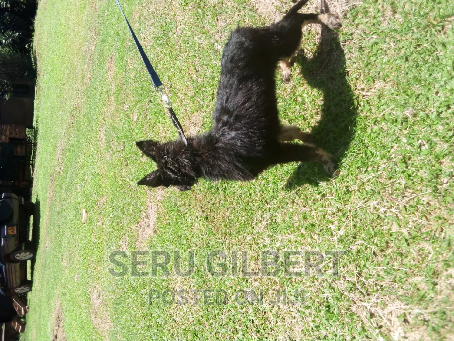 3-6 months Male Purebred German Shepherd