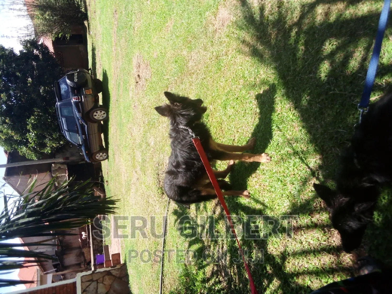 3-6 months Male Purebred German Shepherd
