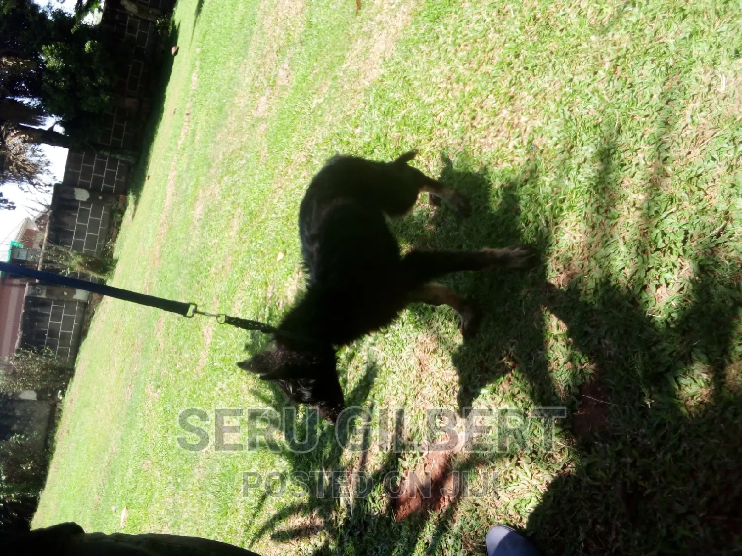 1-3 months Female Purebred German Shepherd
