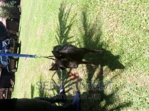 3-6 months Female Purebred German Shepherd