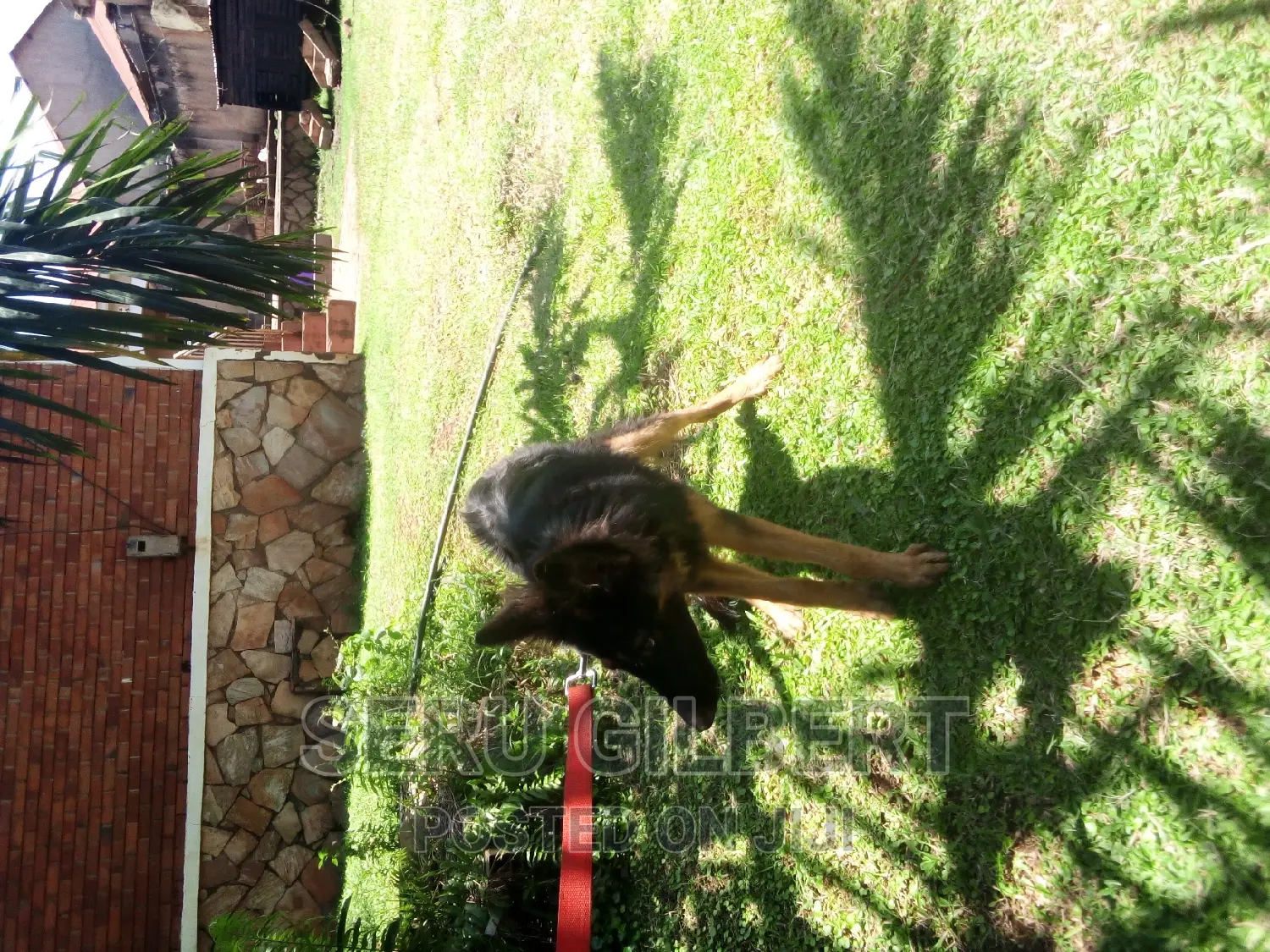 3-6 months Male Purebred German Shepherd